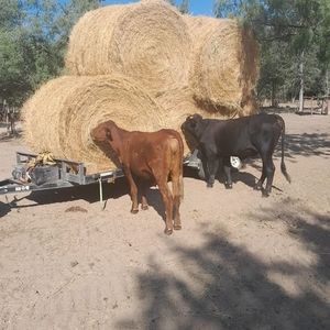 Meet your Posher, Jesus